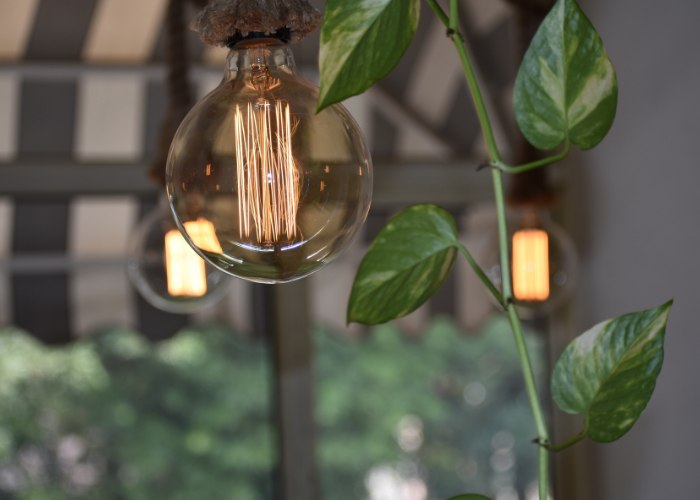 contemporary bulb lil next to a plant